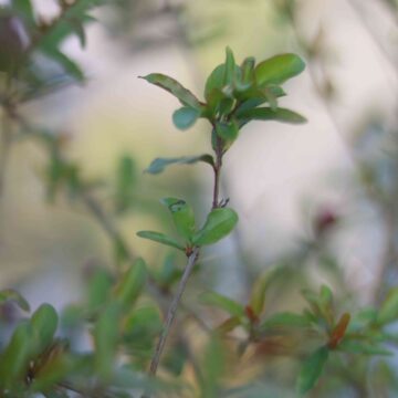 Fresh Pomegranate Tree Growing In Home Garden
