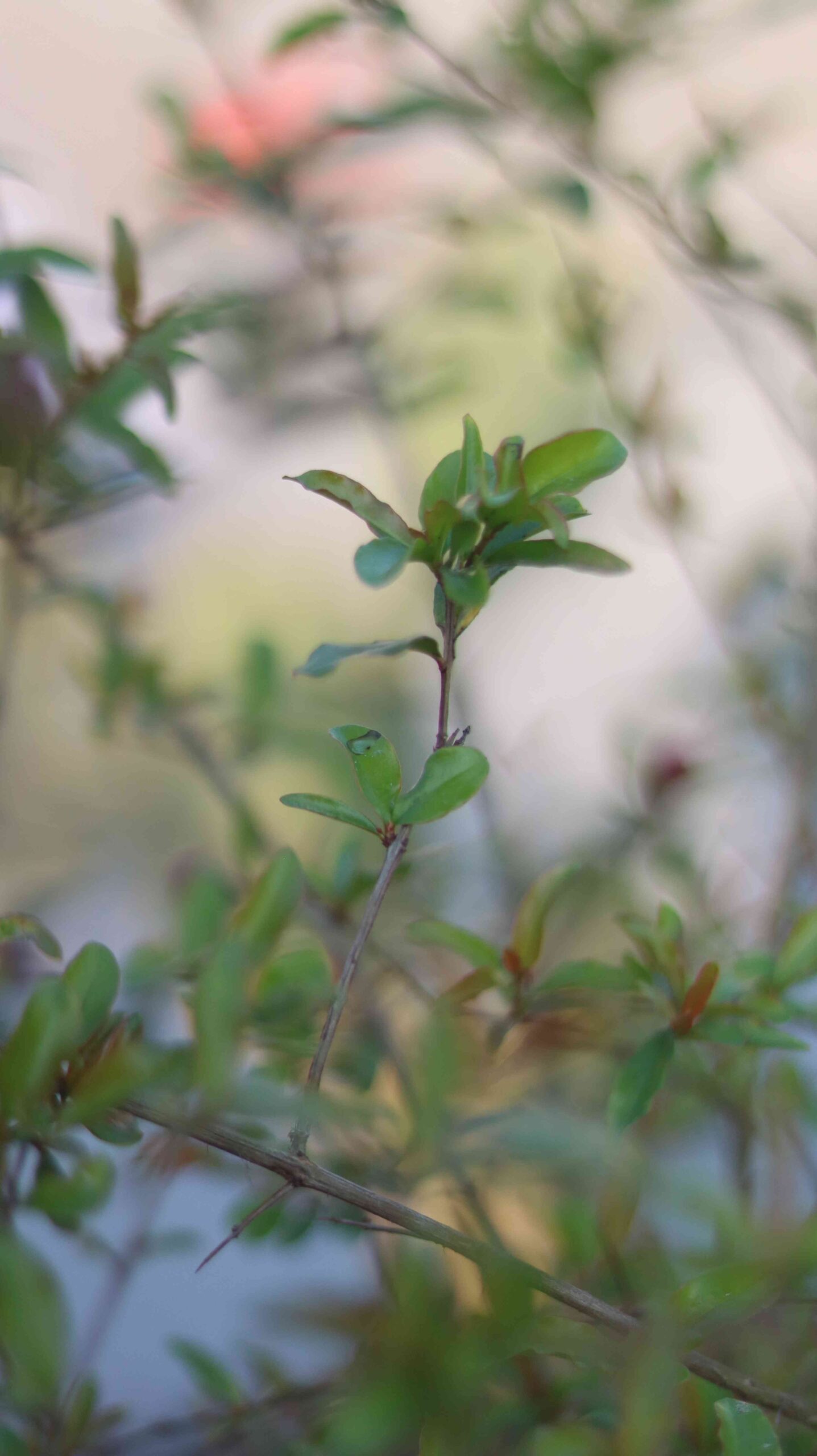Fresh Pomegranate Tree Growing In Home Garden