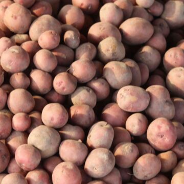 Fresh Potato Harvest From Farm To Kitchen