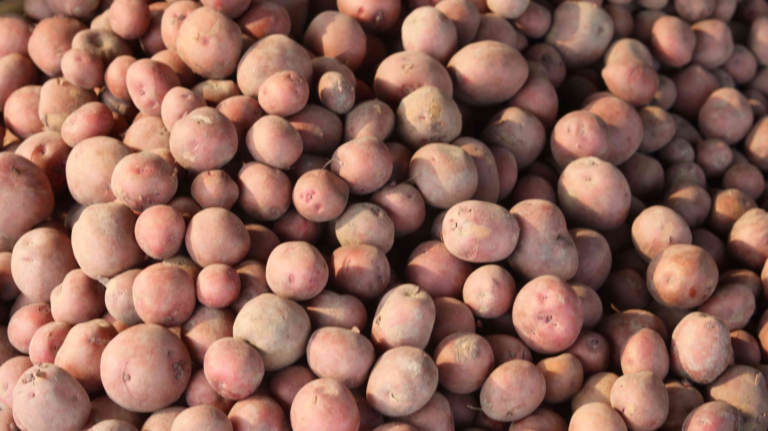 Fresh Potato Harvest From Farm To Kitchen
