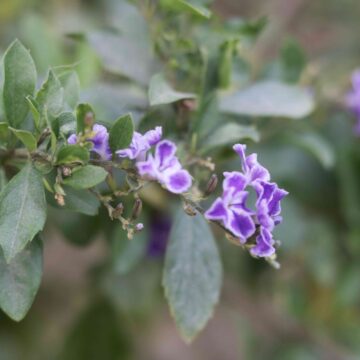 Purple Duranta Flower Beautiful Tiny Bloom in Nature