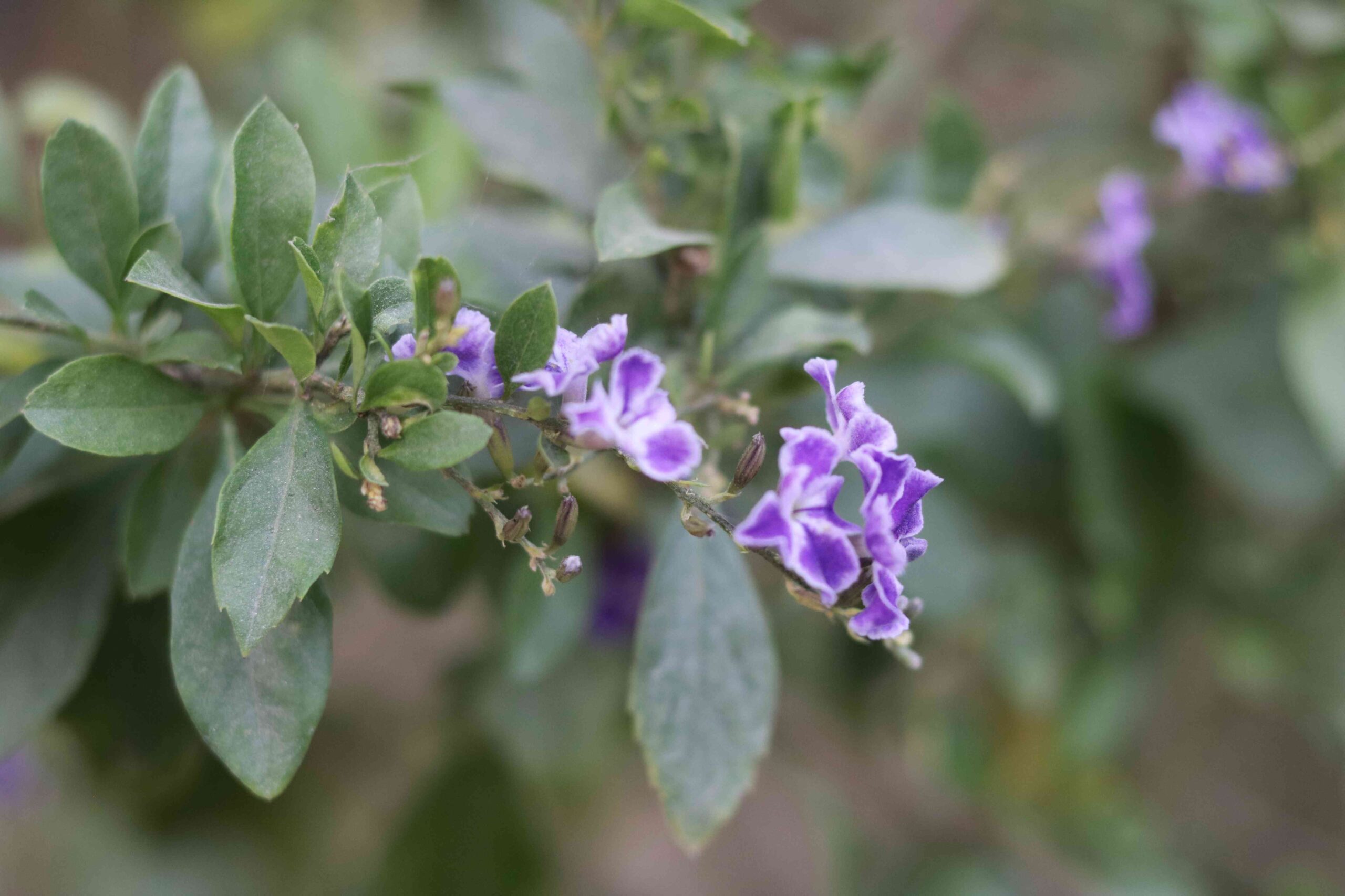 Purple Duranta Flower Beautiful Tiny Bloom in Nature
