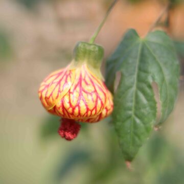 Beautiful Red Yellow Abutilon Flower Macro Photography Nature Background