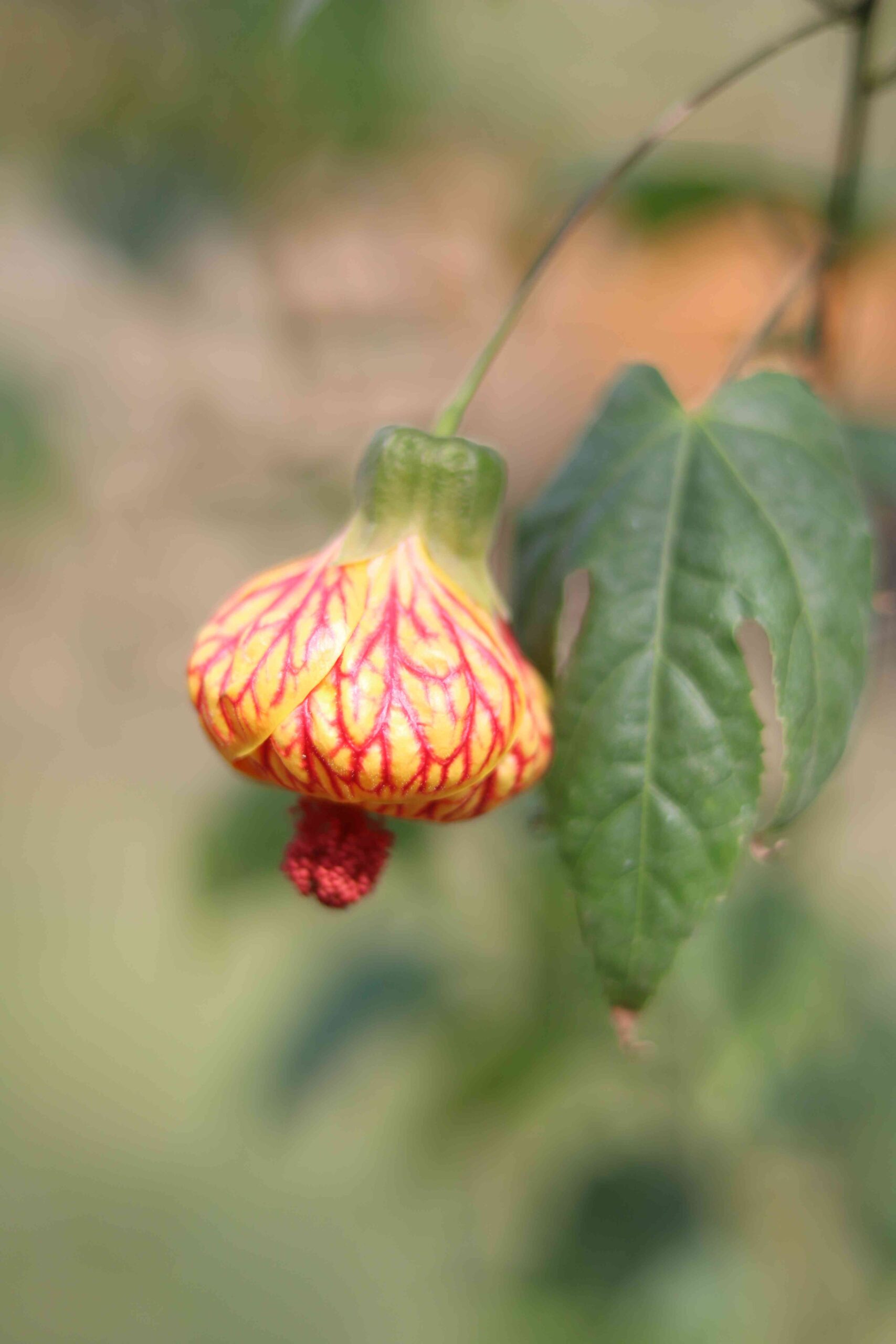 Beautiful Red Yellow Abutilon Flower Macro Photography Nature Background