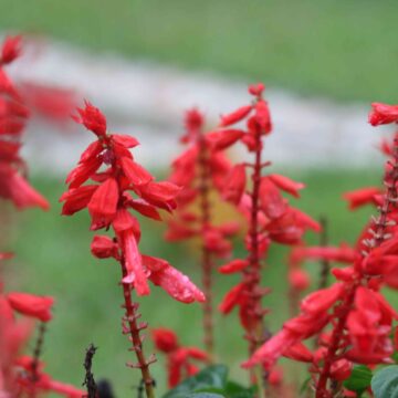 Scarlet Sage Flower Close-Up