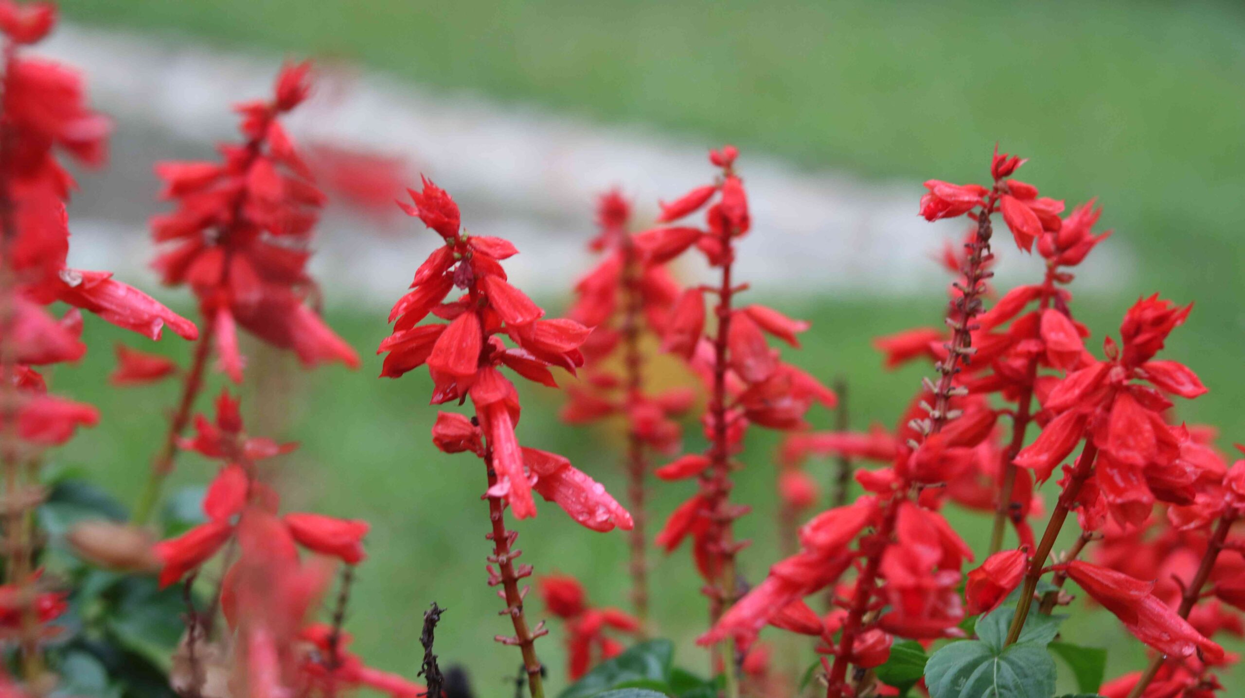 Scarlet Sage Flower Close-Up