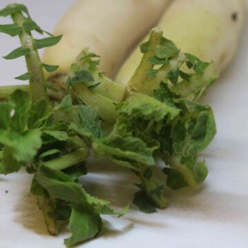 Fresh White Radish Harvest From Farm To Kitchen
