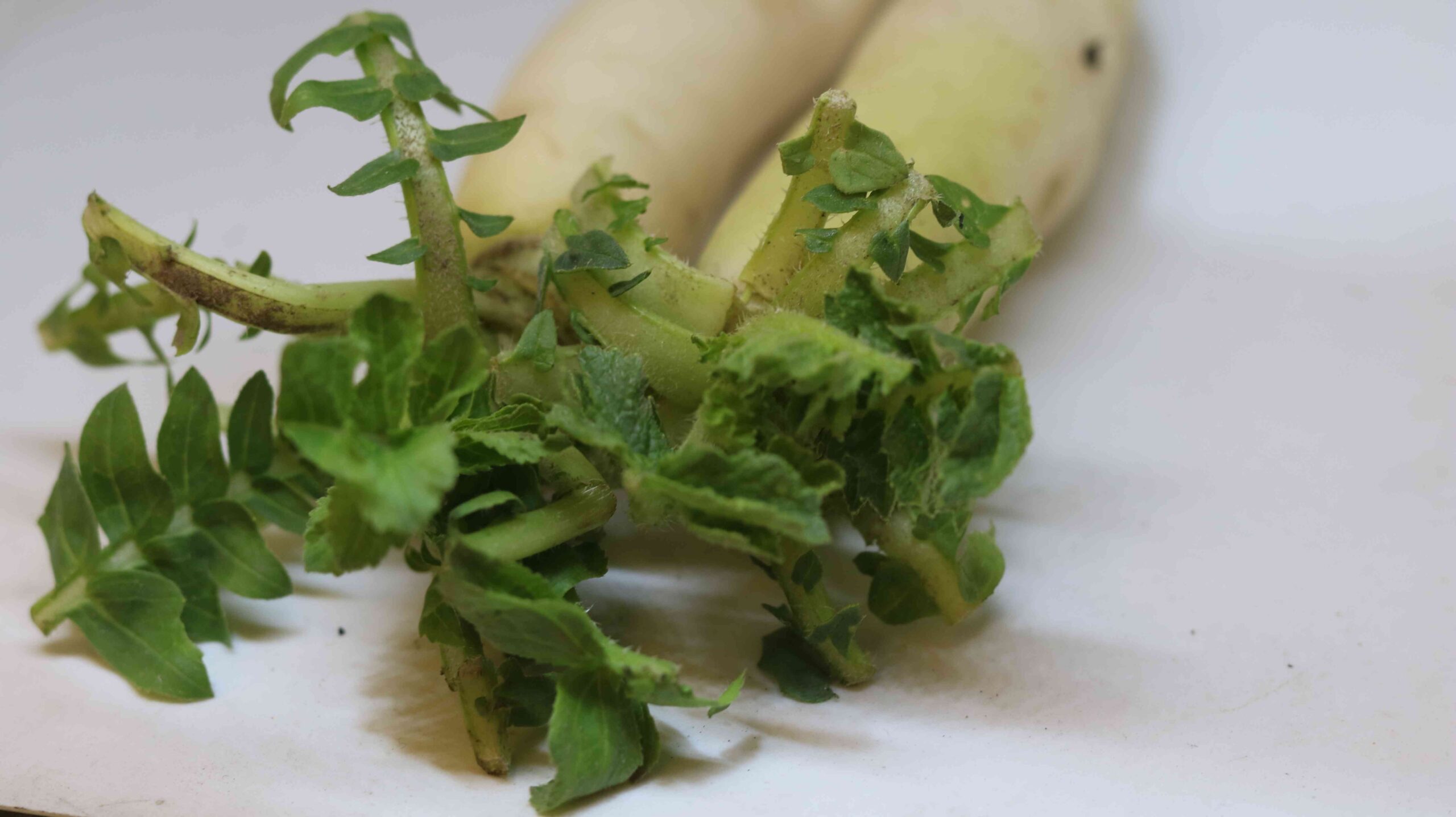 Fresh White Radish Harvest From Farm To Kitchen