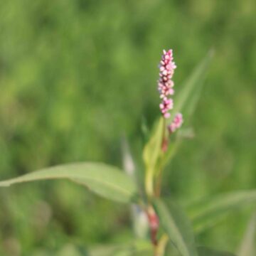 Beautiful Wild Grass Flower Macro Nature