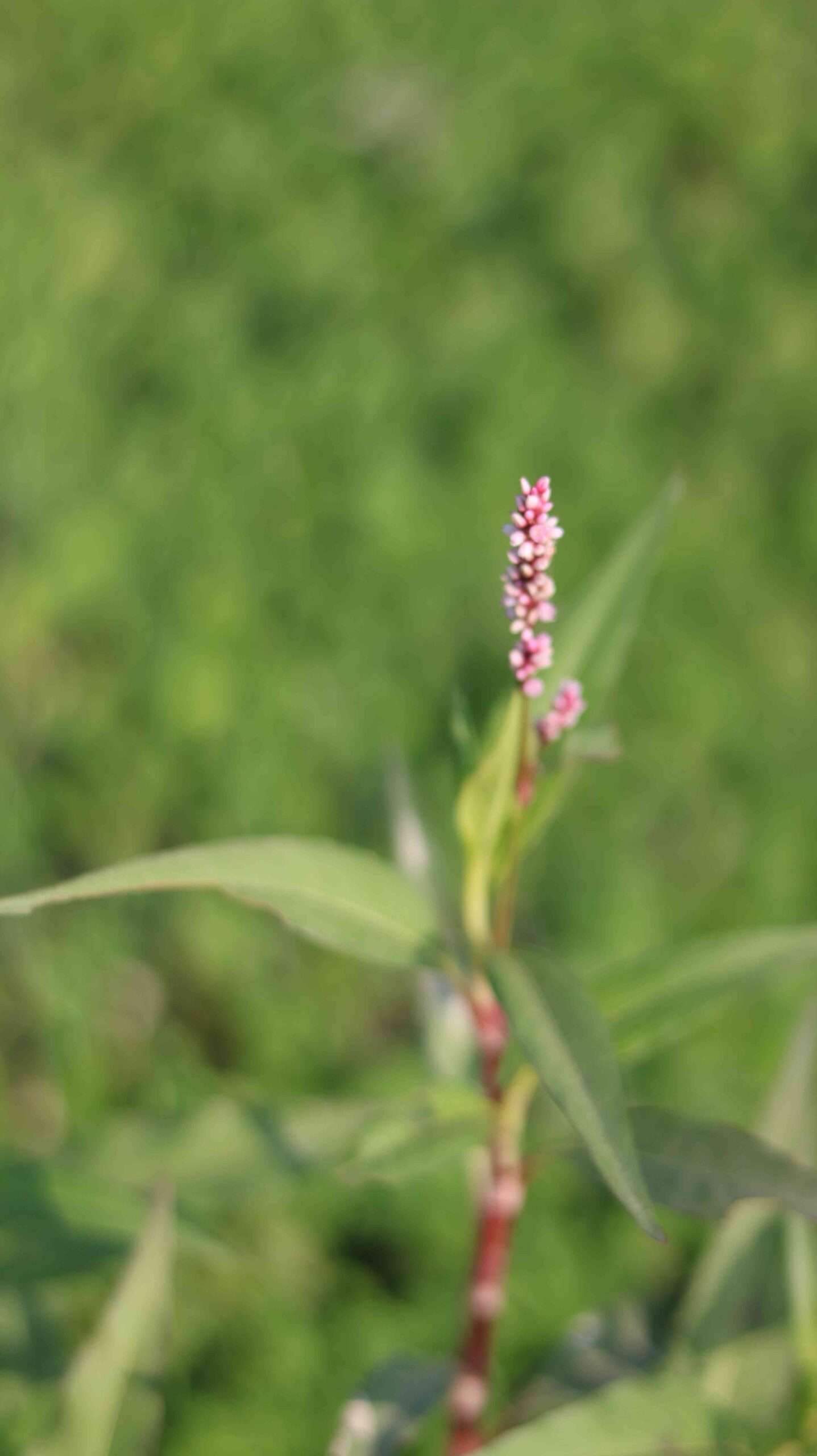 Beautiful Wild Grass Flower Macro Nature