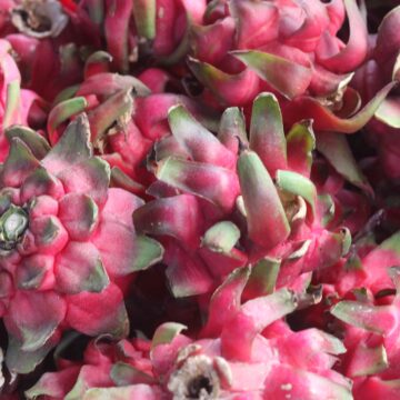 Fresh Dragon Fruit Harvest From Farm To Table