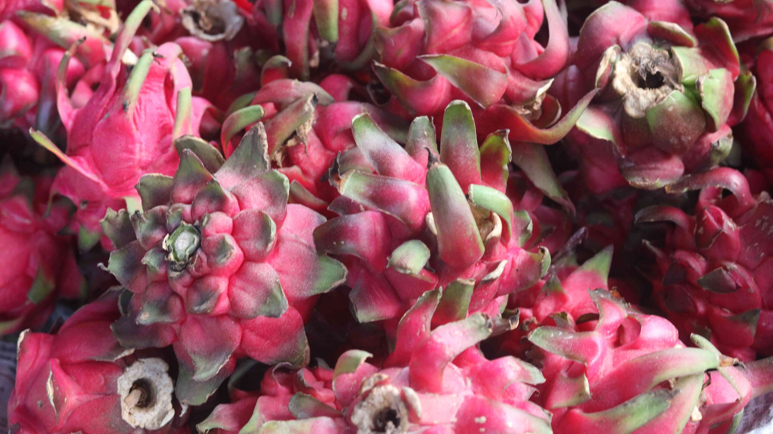Fresh Dragon Fruit Harvest From Farm To Table