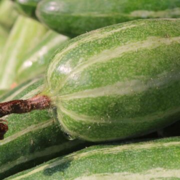 Fresh Pointed Gourd Harvest From Farm To Kitchen