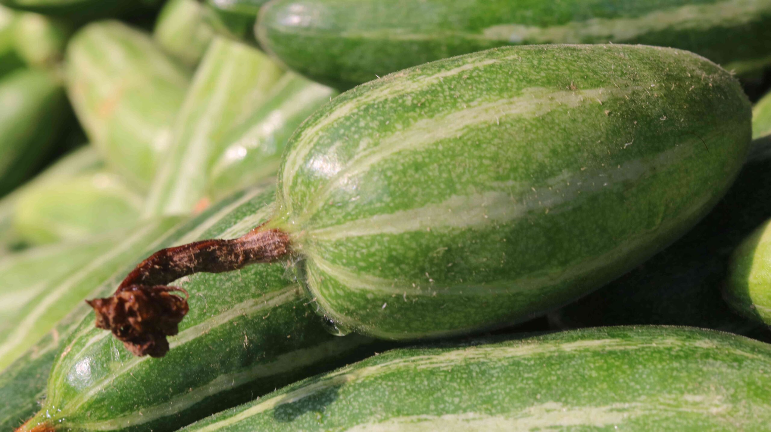 Fresh Pointed Gourd Harvest From Farm To Kitchen