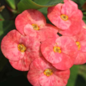 Pink Crown of Thorns Flower Close-Up Stunning Euphorbia Bloom in 4K Nature
