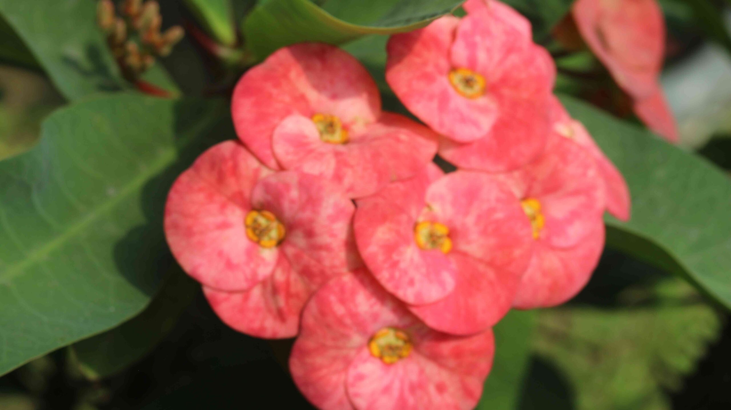 Pink Crown of Thorns Flower Close-Up Stunning Euphorbia Bloom in 4K Nature
