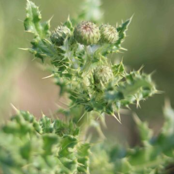 Beautiful Purple Thistle Flower Close-Up