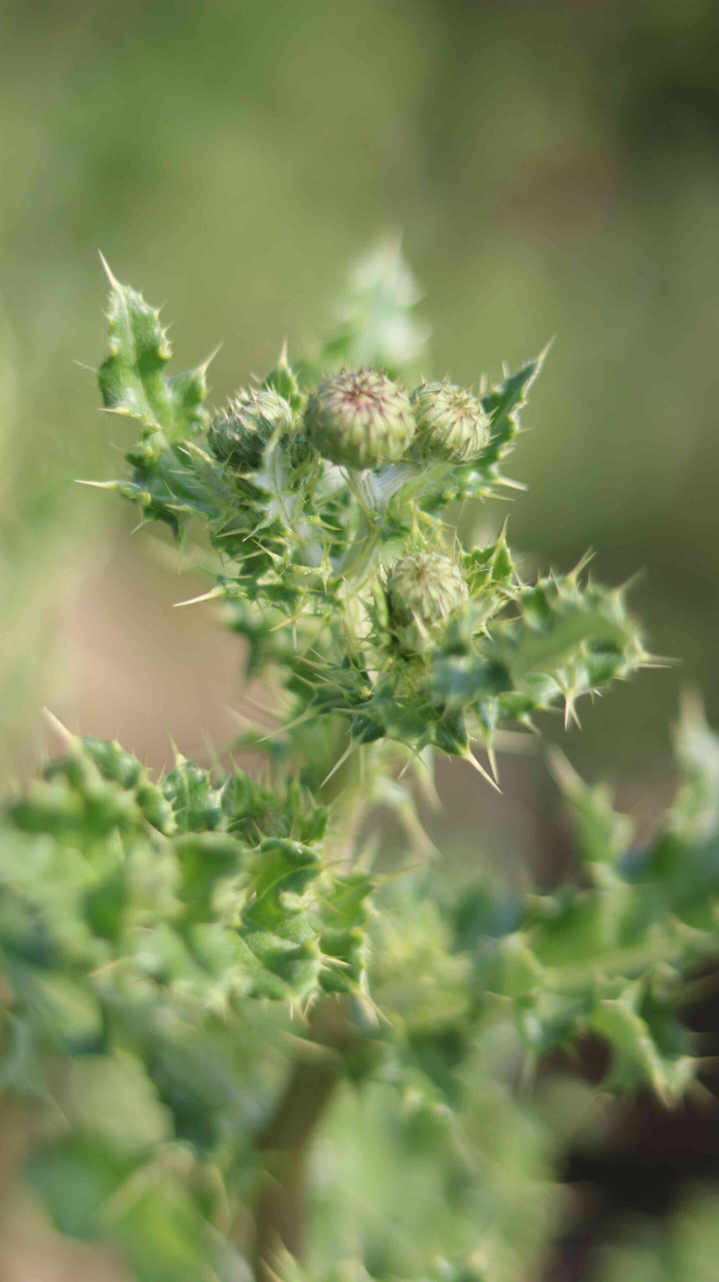 Beautiful Purple Thistle Flower Close-Up