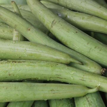Fresh Sponge Gourd Harvest From Farm To Kitchen