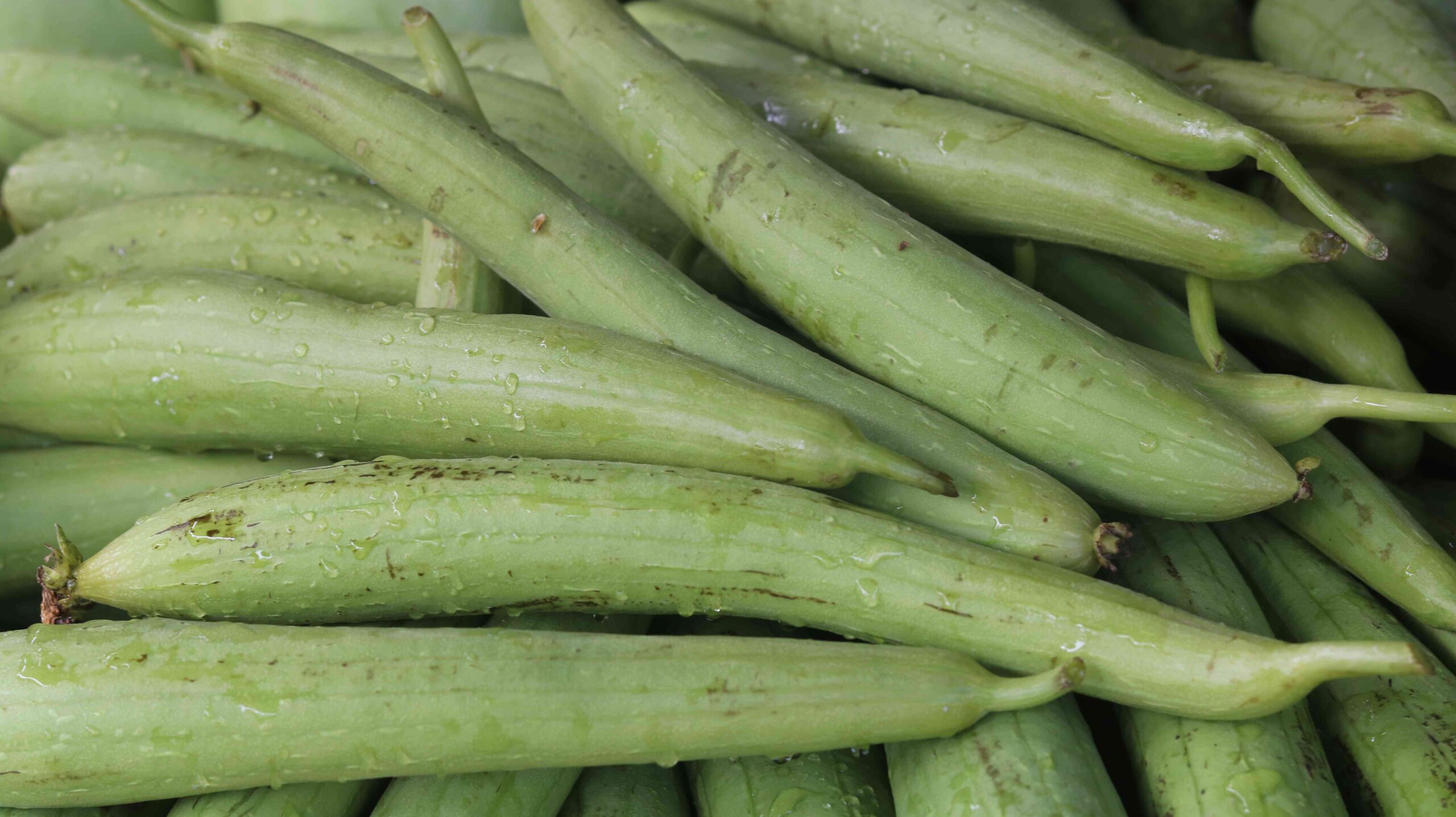 Fresh Sponge Gourd Harvest From Farm To Kitchen