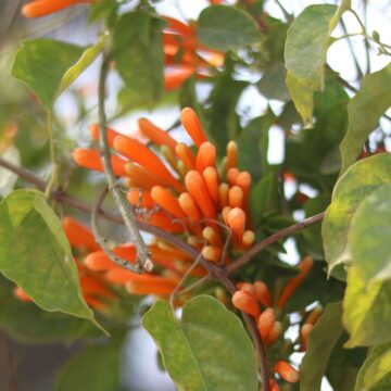 Orange Trumpet Vine Flower Close Up 4K Stunning Flame Vine Bloom in Nature
