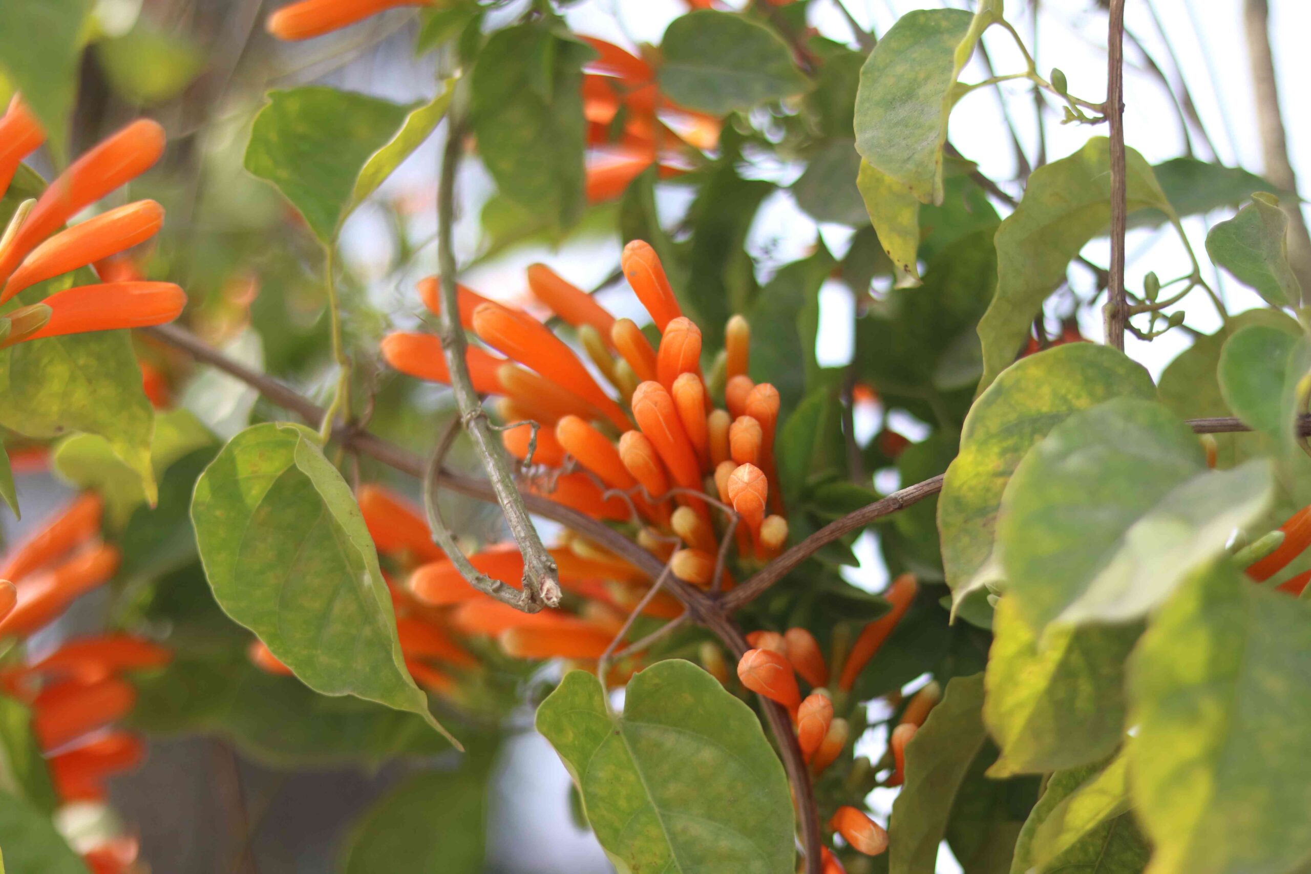 Orange Trumpet Vine Flower Close Up 4K Stunning Flame Vine Bloom in Nature