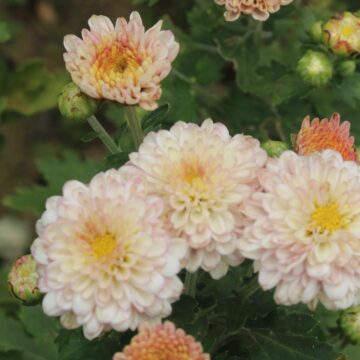 Beautiful White Chrysanthemum Flowers Close-Up