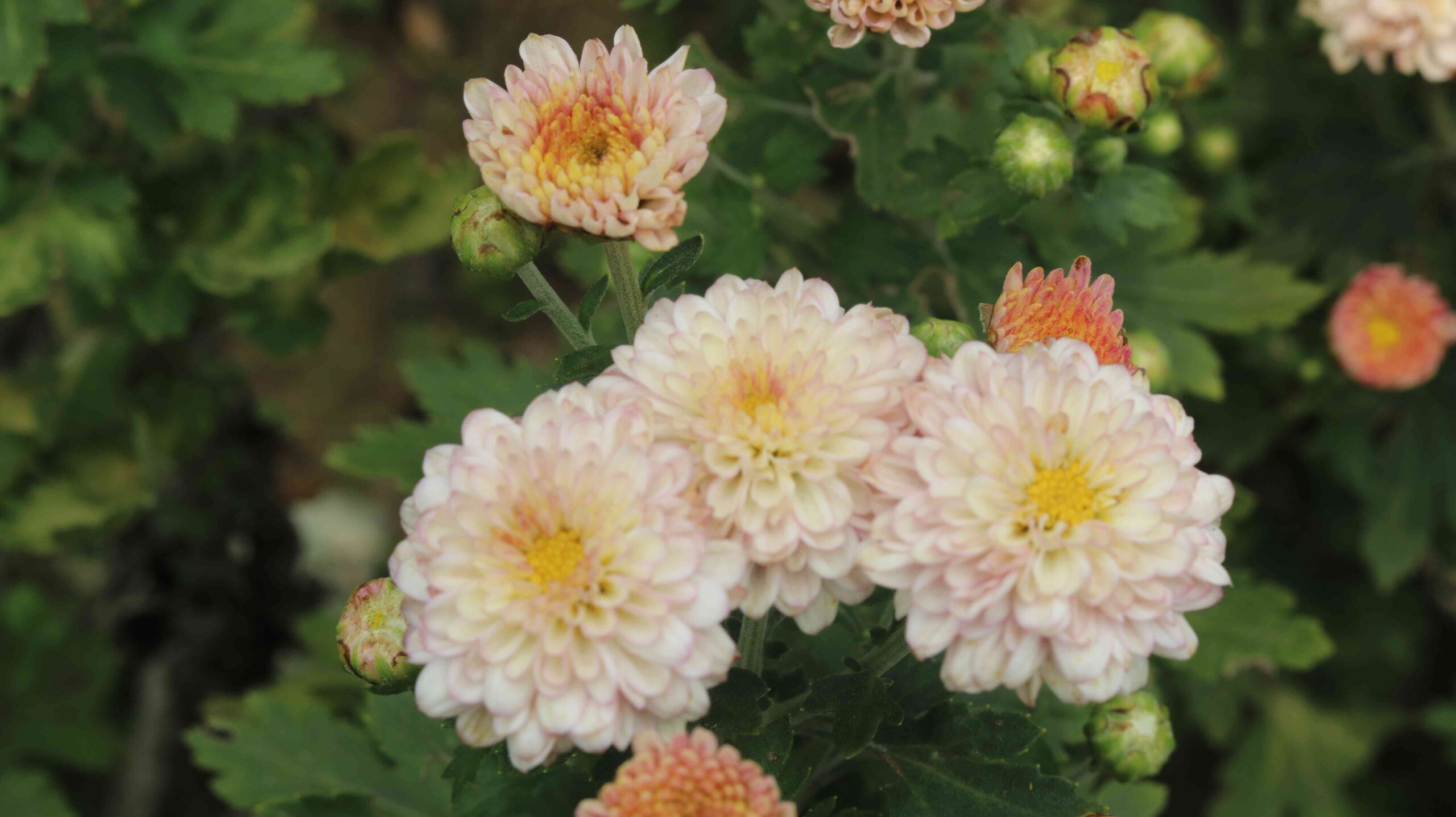 Beautiful White Chrysanthemum Flowers Close-Up